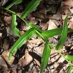 Buphthalmum salicifolium Leaf