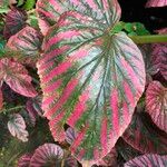 Begonia brevirimosa Leaf