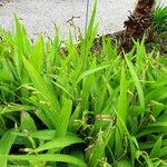 Bletilla striata 整株植物