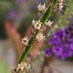 Linaria purpurea Ovoce