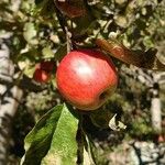 Malus domestica Fruit