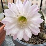 Echinopsis oxygona Квітка