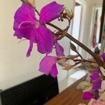 Tibouchina granulosa Flower