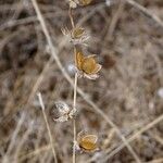 Helianthemum ledifolium Ffrwyth