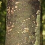 Rhodostemonodaphne elephantopus Bark