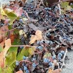 Parthenocissus tricuspidata Fruit