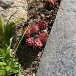 Sempervivum montanum花