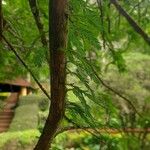 Taxodium distichumBlad