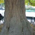 Ginkgo biloba Bark