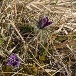 Pulsatilla vulgaris Habitus