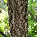 Quercus marilandica Corteza
