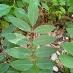 Indigofera decora Folha