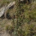 Artemisia chamaemelifolia Pokrój