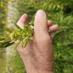 Lespedeza capitata Φύλλο