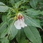 Impatiens tinctoria Цвят