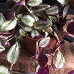 Tradescantia zebrina Liść