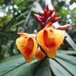 Alpinia zerumbet Flower