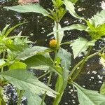 Bidens connata Fiore