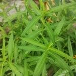 Artemisia dracunculus Lapas