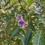 Solanum aviculare Virág