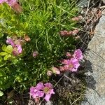 Saponaria pumila Flower