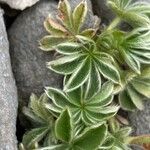 Potentilla nivalis Levél