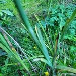 Hesperantha coccinea 葉