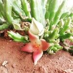 Stapelia divaricata Fiore