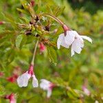 Prunus incisa Цветок