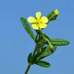 Helianthemum salicifolium പുഷ്പം