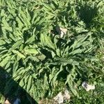 Echium asperrimum Leaf