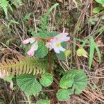 Begonia fischeri