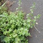 Clinopodium nepeta Vekstform