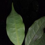 Oxandra asbeckii Hoja