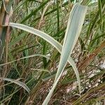 Arundo donax Ліст