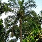 Dypsis madagascariensis 整株植物