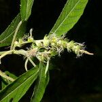 Acalypha apodanthes Leaf