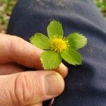 Sanicula epipactisFlower