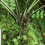 Asplenium harpeodes Corteza