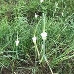 Allium sativum Fruit