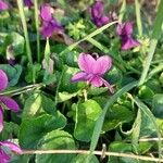 Viola hirta Flor