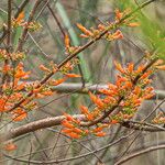 Woodfordia fruticosa Flower