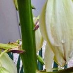 Yucca gloriosa বাকল