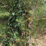 Pinus rigida आदत