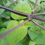 Salvia tiliifolia Φλοιός