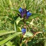 Gentiana cruciataBloem