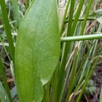 Alisma lanceolatum Hoja