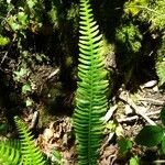 Blechnum spicant Hostoa