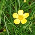 Ranunculus flammula Fula
