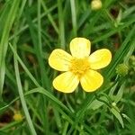 Ranunculus flammula Flower